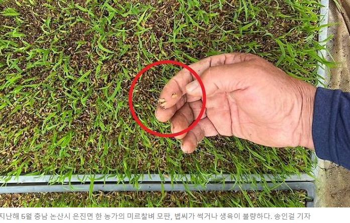 제목 : 사과 키우던 영천서“레드향 농사지어요”…제주 방어는 동해로