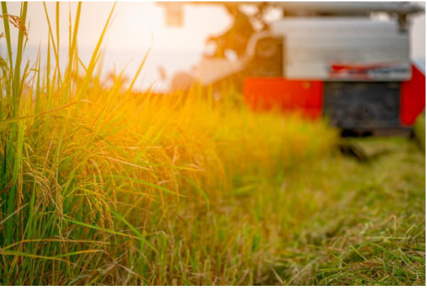 제목: 벼 모내기 매년 안해도 될까…中 연구진, ‘여러해살이’ 개발