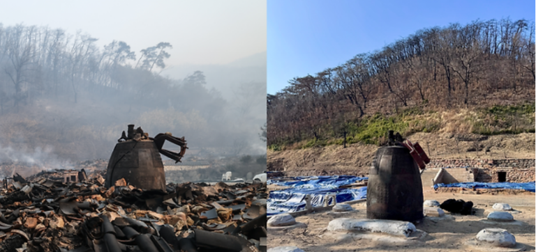 제목: 불탄 숲 방치한 지 1년…예상치 못한 일이 일어났다