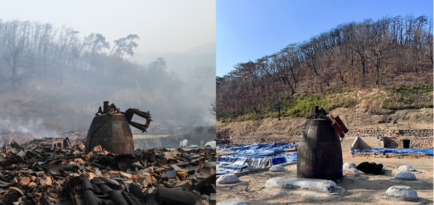 제목: 불탄 숲 방치한 지 1년…예상치 못한 일이 일어났다