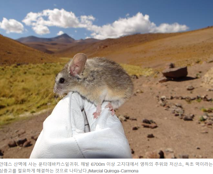 제목: 高山 마이티 마우스, 독초 먹고 지방 태워 견뎠다